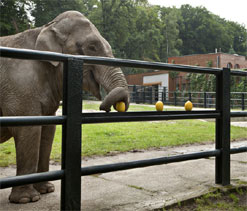 Euro 2012: Citta the psychic elephant predicts Polish victory
