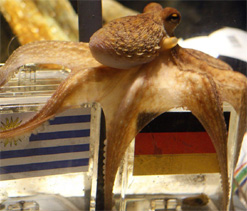 Swiss guinea pig seeks mantle of Paul the Octopus